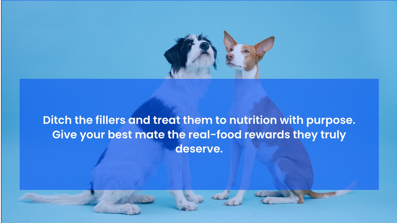 The 5 Worst Ingredients Hidden in Cheap Dog Treats (And What to Look For Instead)