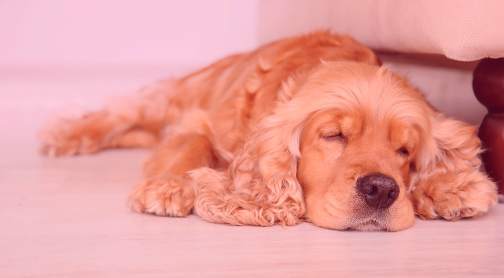 The Link Between What Dogs Eat and Separation Anxiety: What UK Vets Are Now Saying