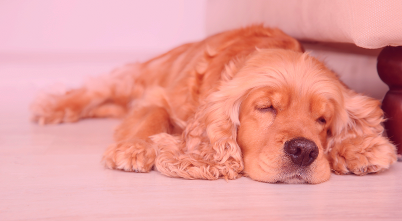 The Link Between What Dogs Eat and Separation Anxiety: What UK Vets Are Now Saying