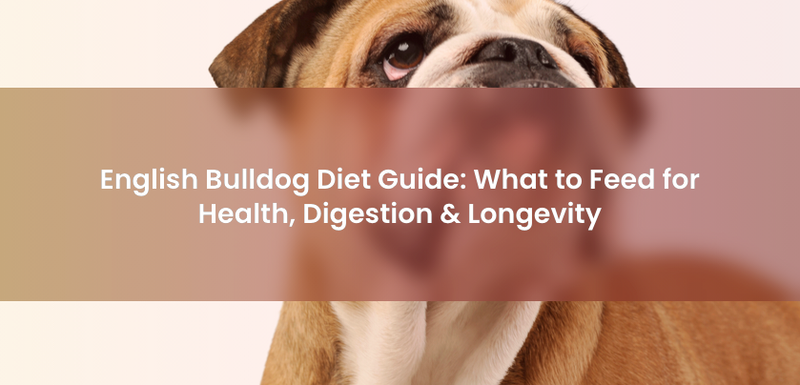 English Bulldog Diet Guide: How to Feed This Breed for Long-Term Health, Not Just Convenience