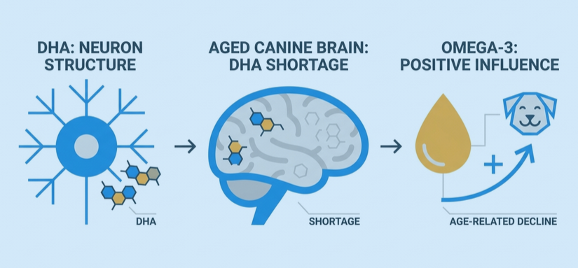 Does Dog Food Affect Brain Health? What UK Vets Say About Omega-3 and Canine Cognition