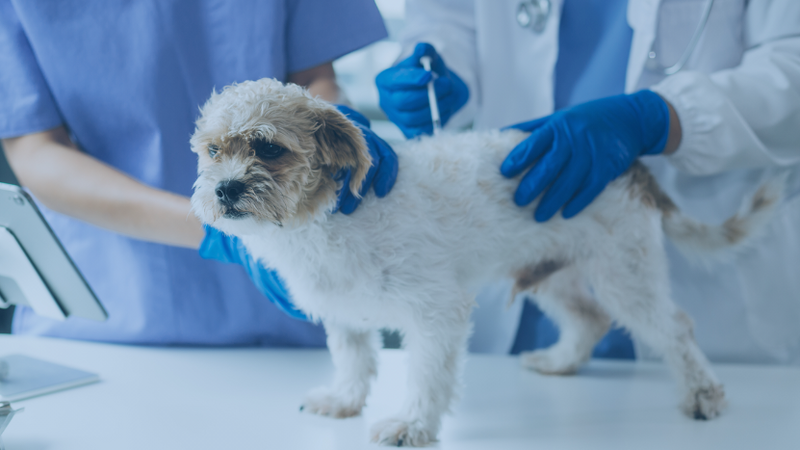 The Real Cost of Cheap Dog Food: What UK Owners Find Out After Months of Vet Bills