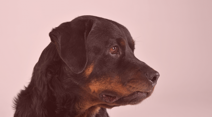 Rottweiler Feeding Guide: The High-Protein Diet This Powerful Breed Actually Needs