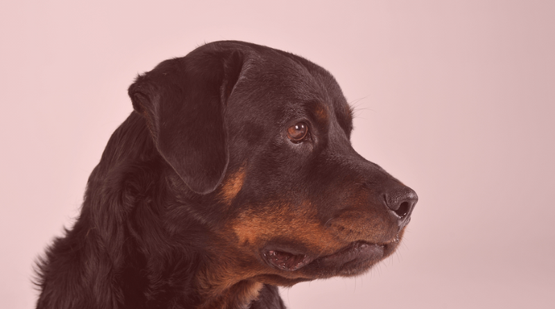 Rottweiler Feeding Guide: The High-Protein Diet This Powerful Breed Actually Needs